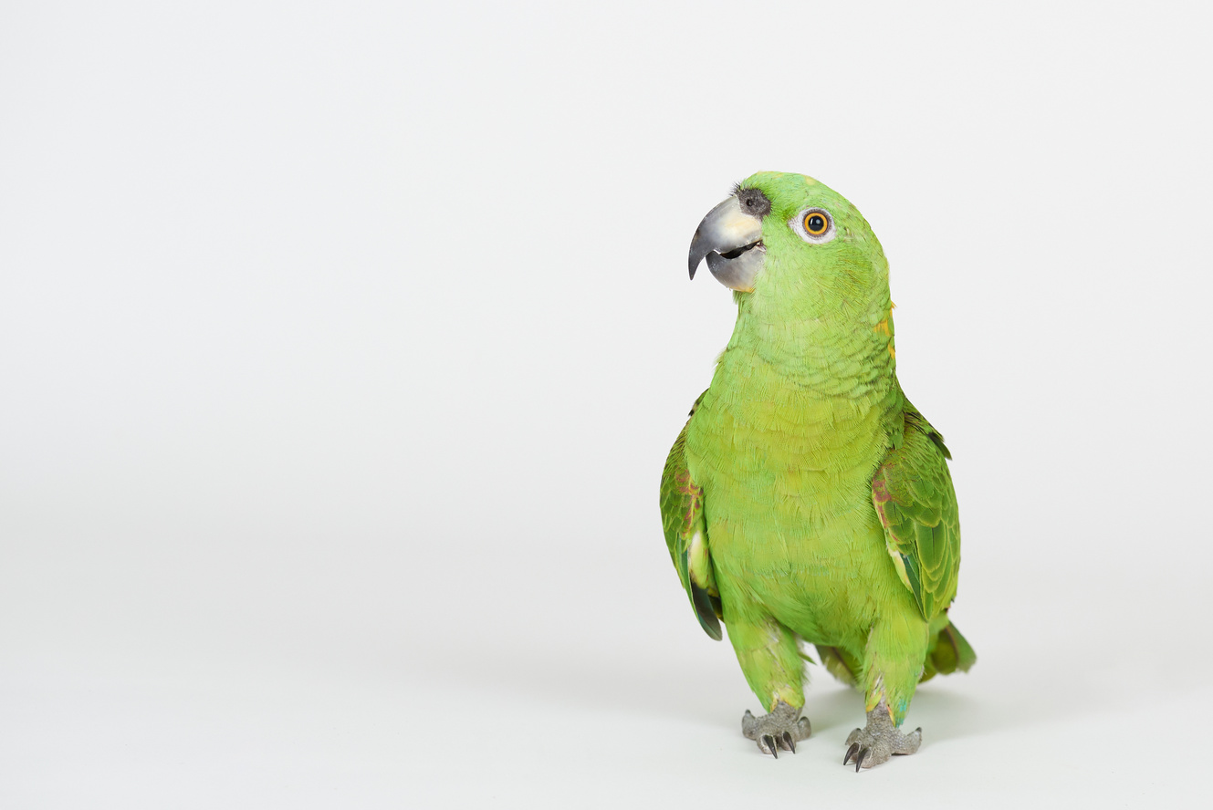 Funny green parrot