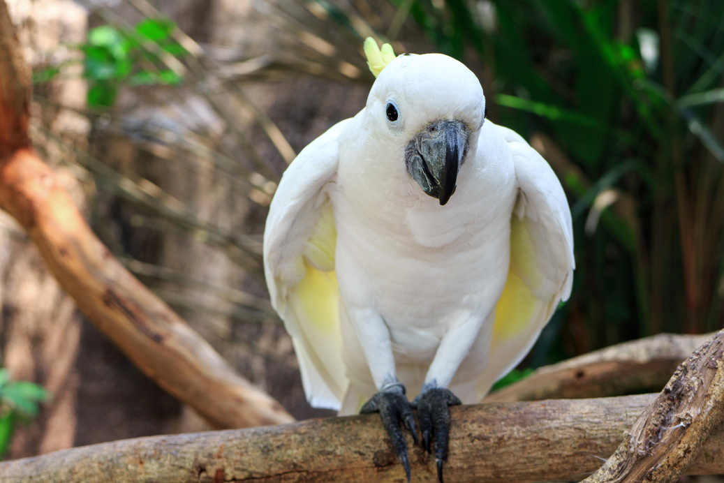 Cockatoo