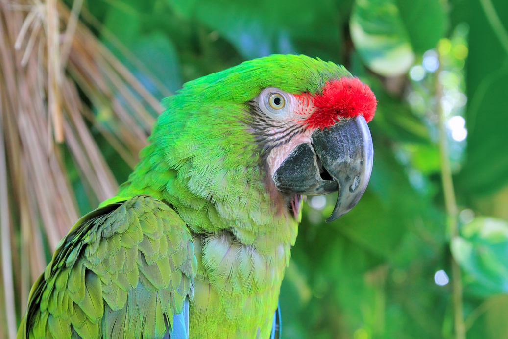 Ara Militaris Military Macaw Green Parrot