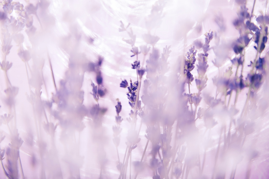 Lavender flowers background